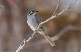 Yellow-faced Honeyeater